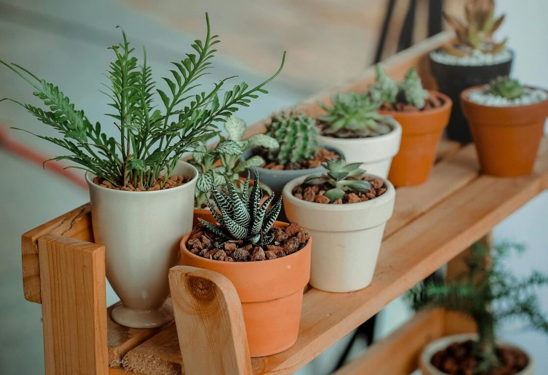 10 types of plants for Mother's Day based on your personality