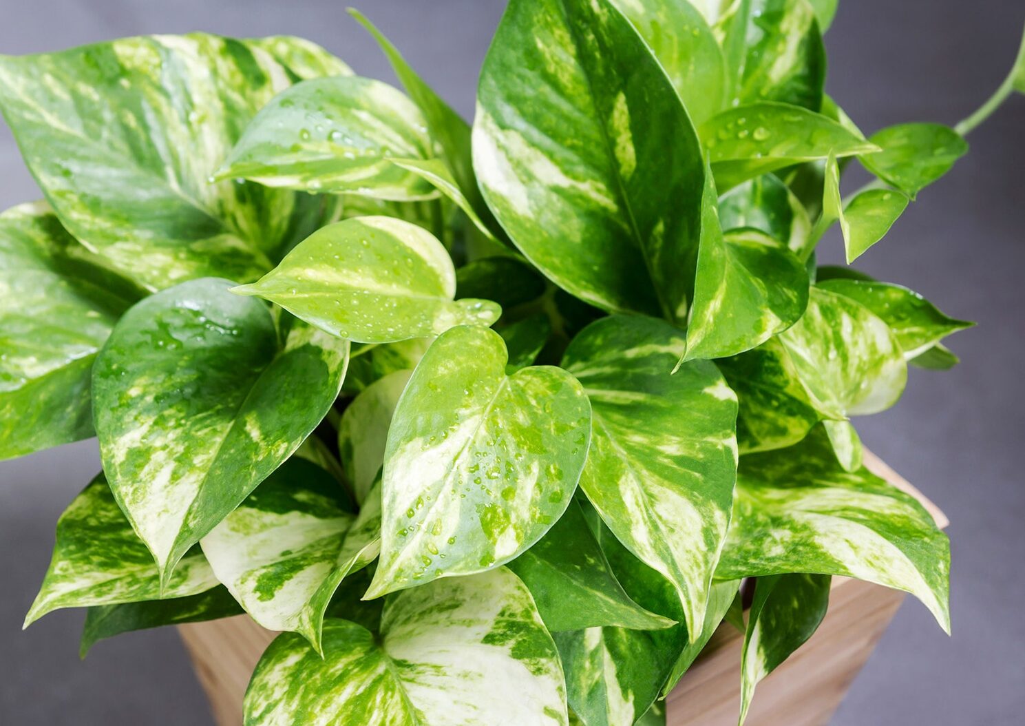4 interior plants that purify the air and that cannot be missing from your home