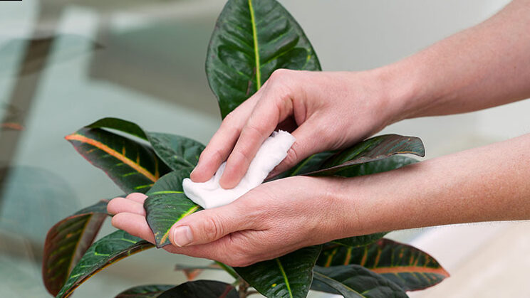 5 tips to take care of internal plants