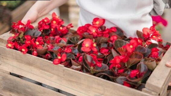 5 plants with edible flowers you want to have at your home