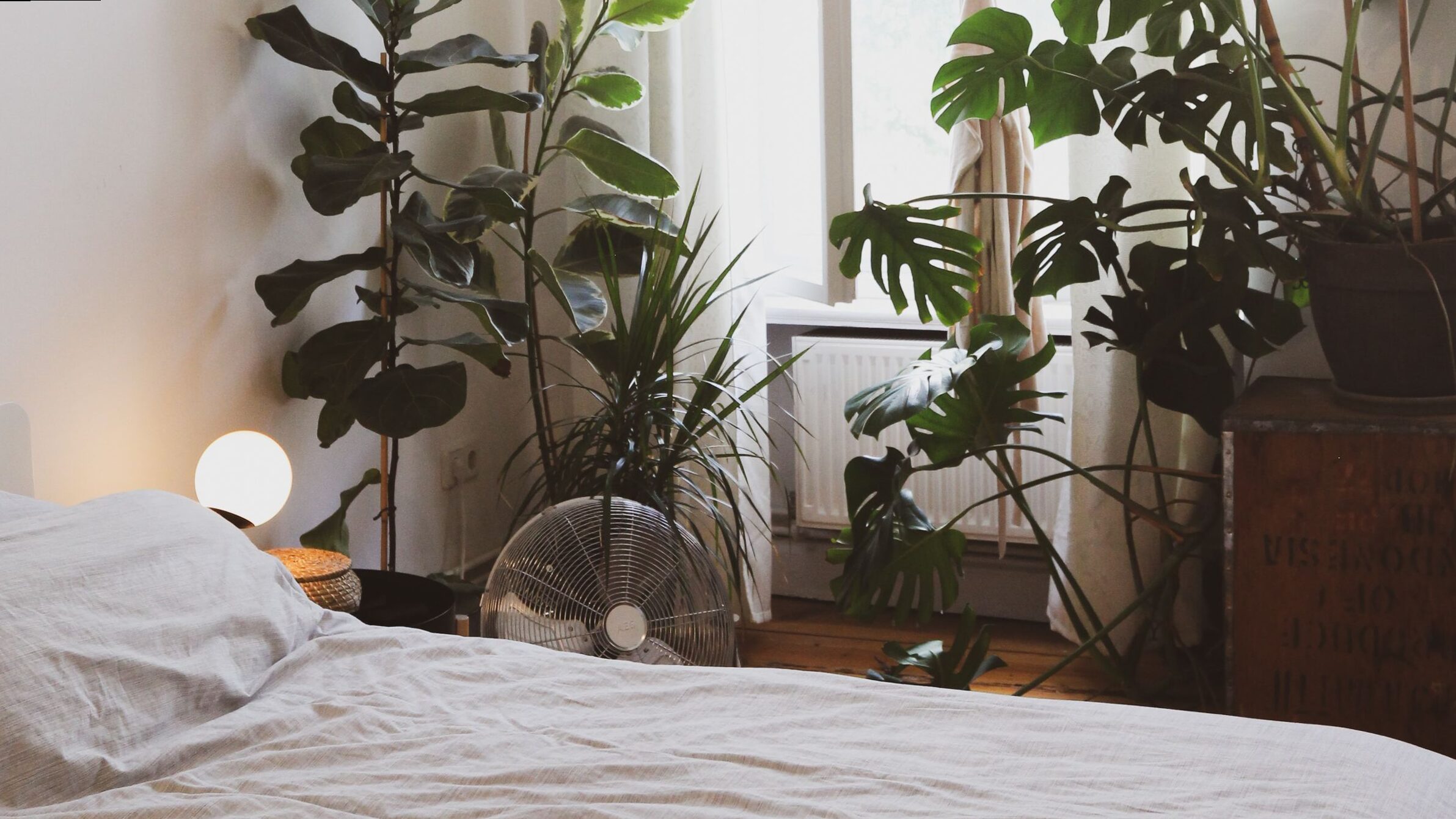 6 perfect plants for the bedroom