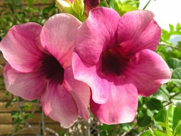 Alamanda Viola - Allamina Blanchetti | Blog on Flores
