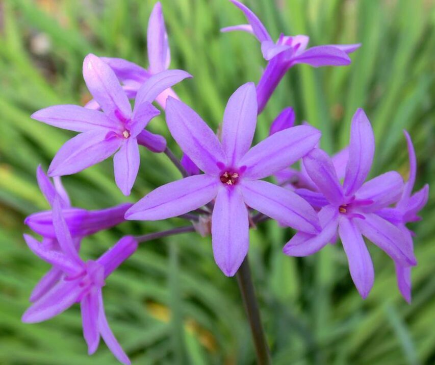 Alho-Social-Tulbaghia VioLacea