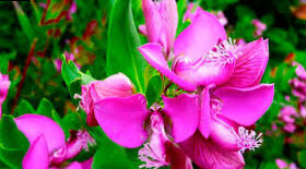 Butterfly shrub - Polygala Myrtifolia | Blog on Flores