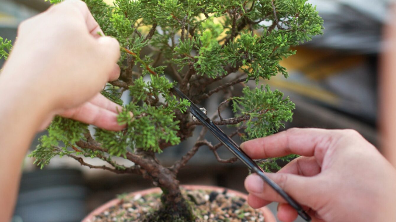 Bonsai: plant species, plantations and care.