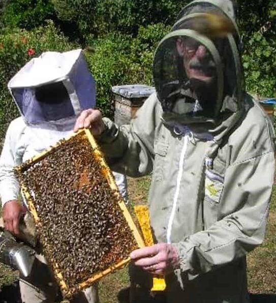 Short guide to beekeeping for beginners.