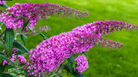 Budleia (Buddleja Davidii) - The butterfly tree