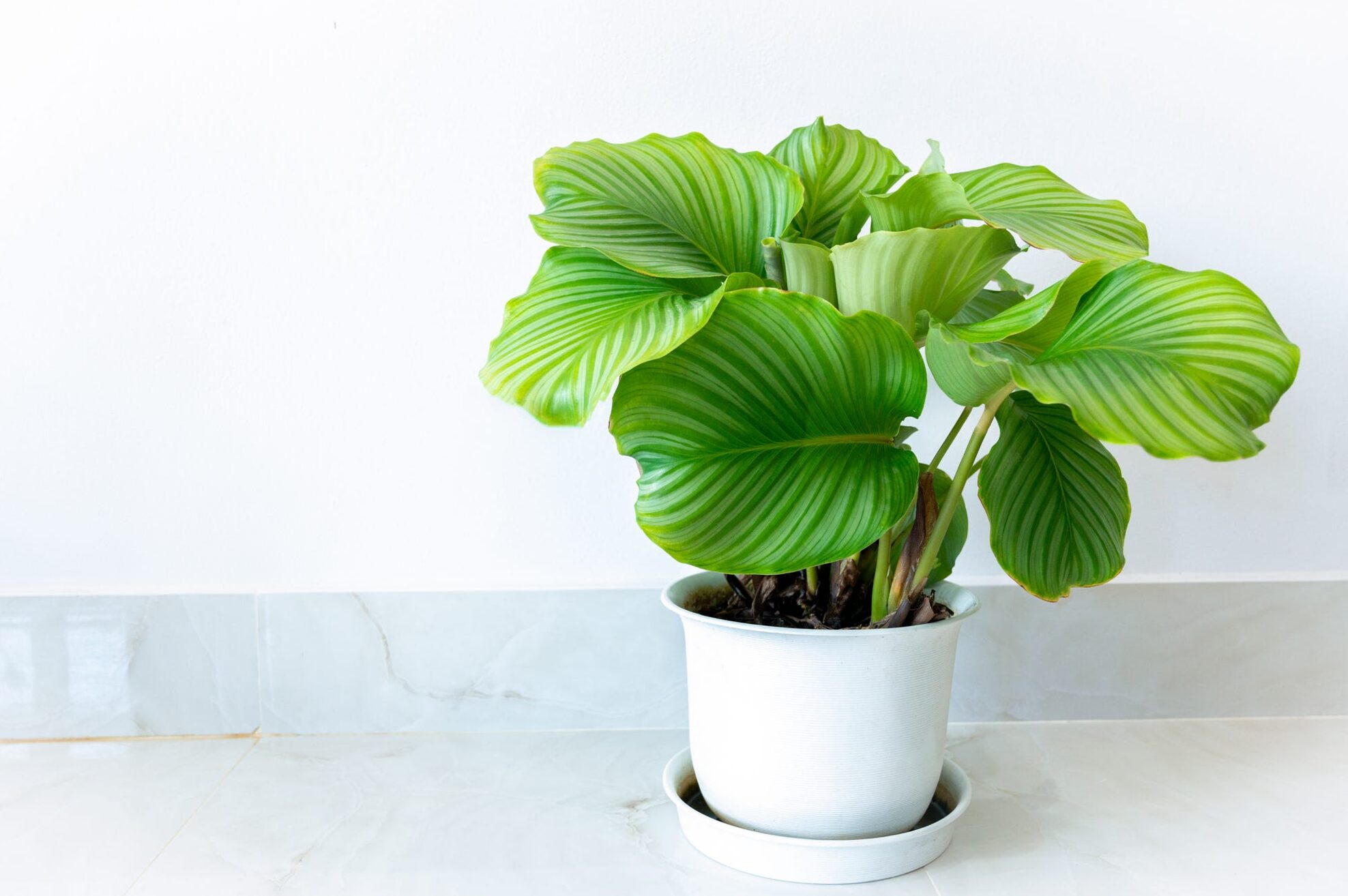 Calathea Orbifolia: how to take care of this tropical plant