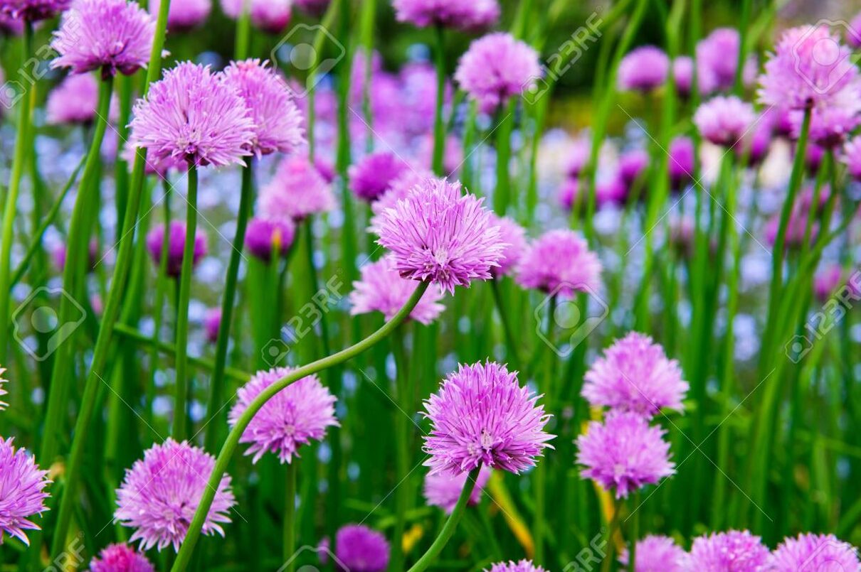 French froce (Allium Schoenoprasum) | Blog on Flores