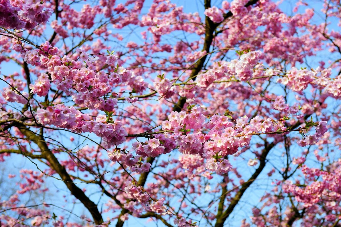 Ornamental cherry - Japanese cherry