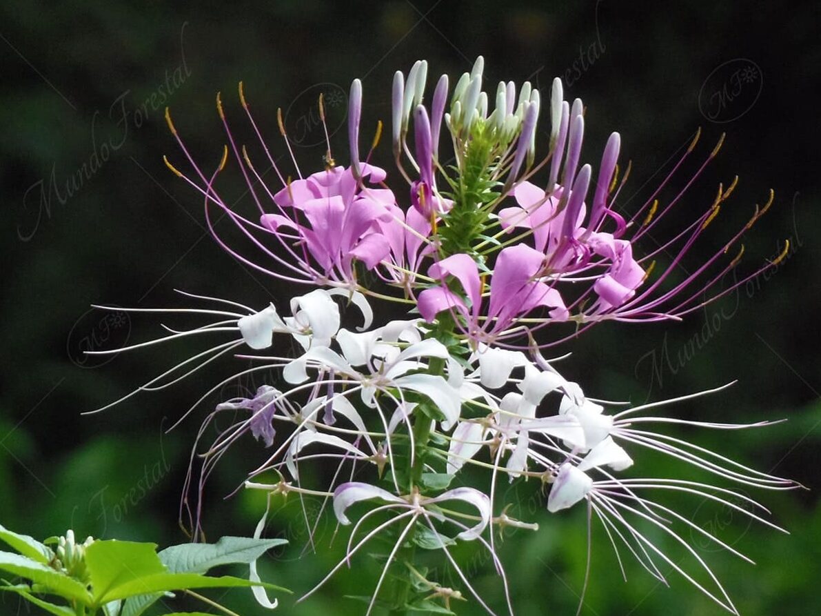 Hasslerian Cleome | Flores Blog Online