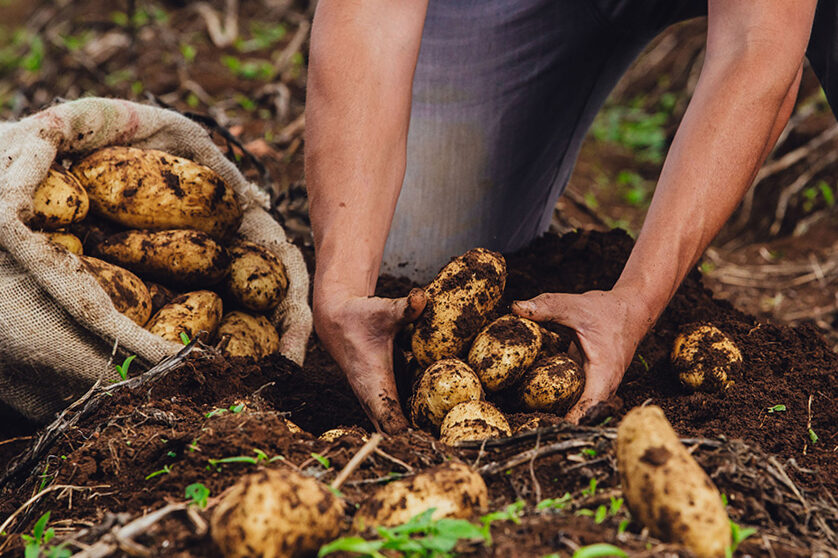 The potato collection period begins