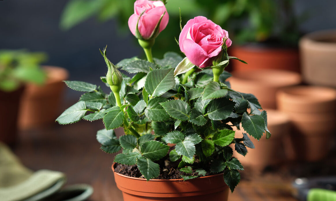 How do we take care of the roses during the summer?