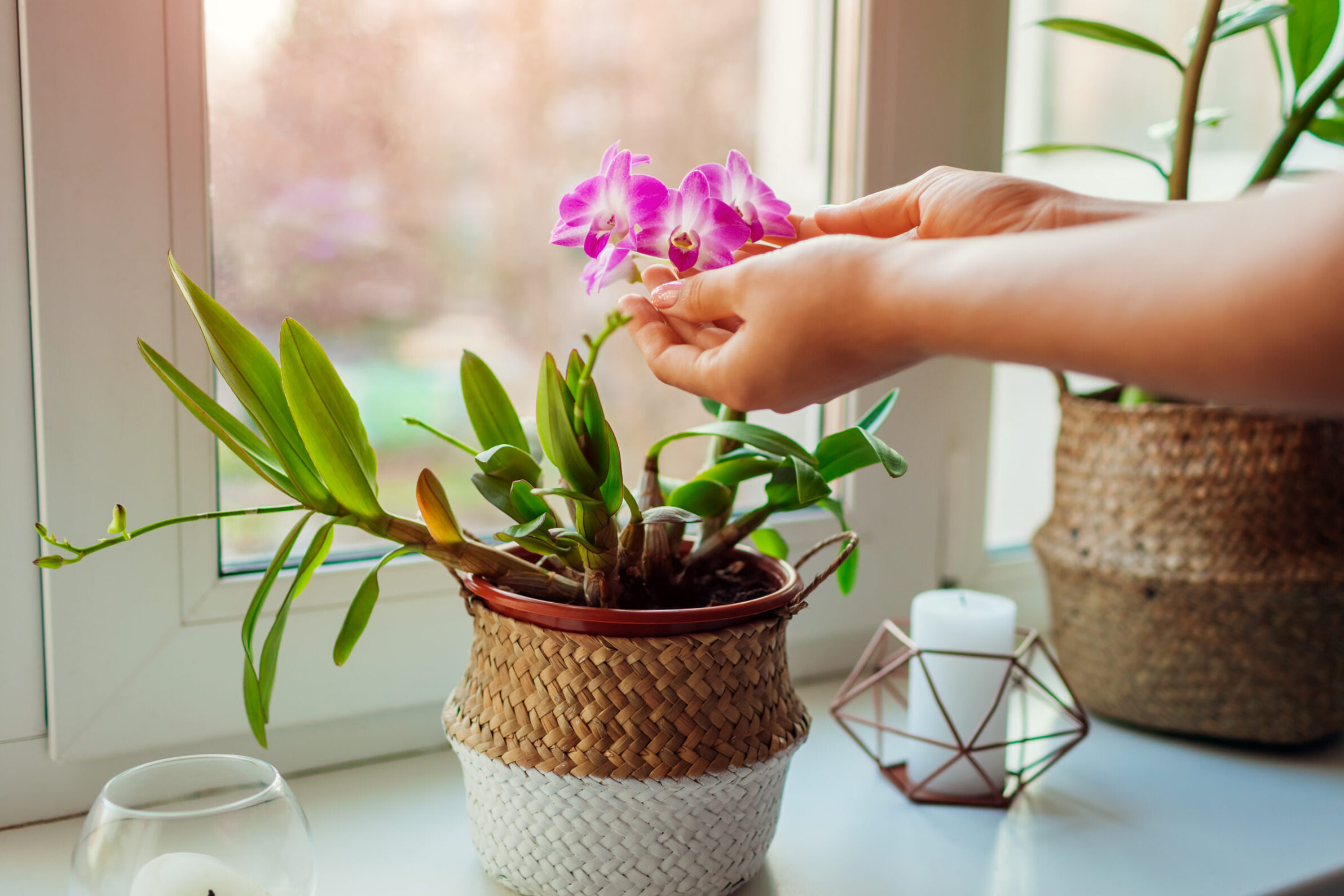 How we cultivate and keep the orchid, the star of plants with internal flower