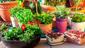 How to choose the right pot for your plants