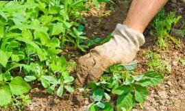 How to eliminate weeds from the garden?