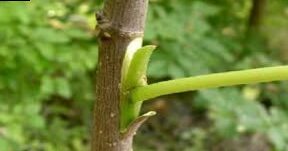 How to graft fruit trees | Ape Agricola