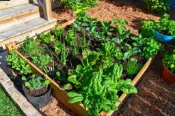 How to plant a plant: Guide of the key aspects