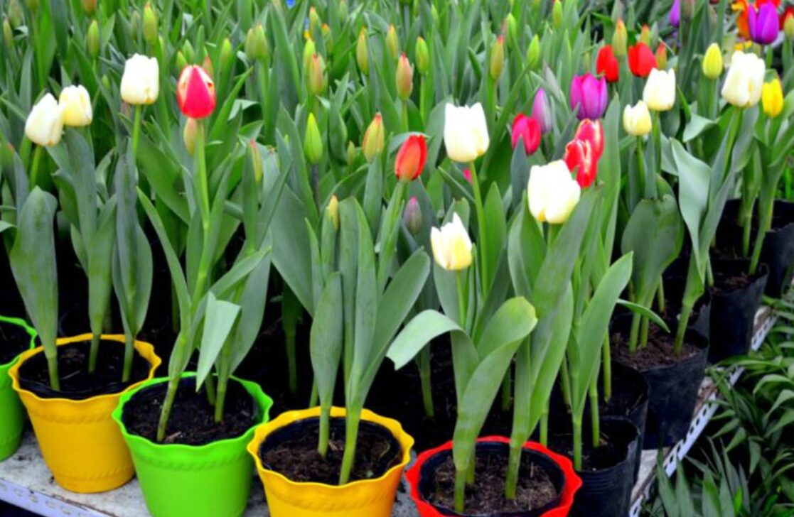 How to plant and take care of the tulips.