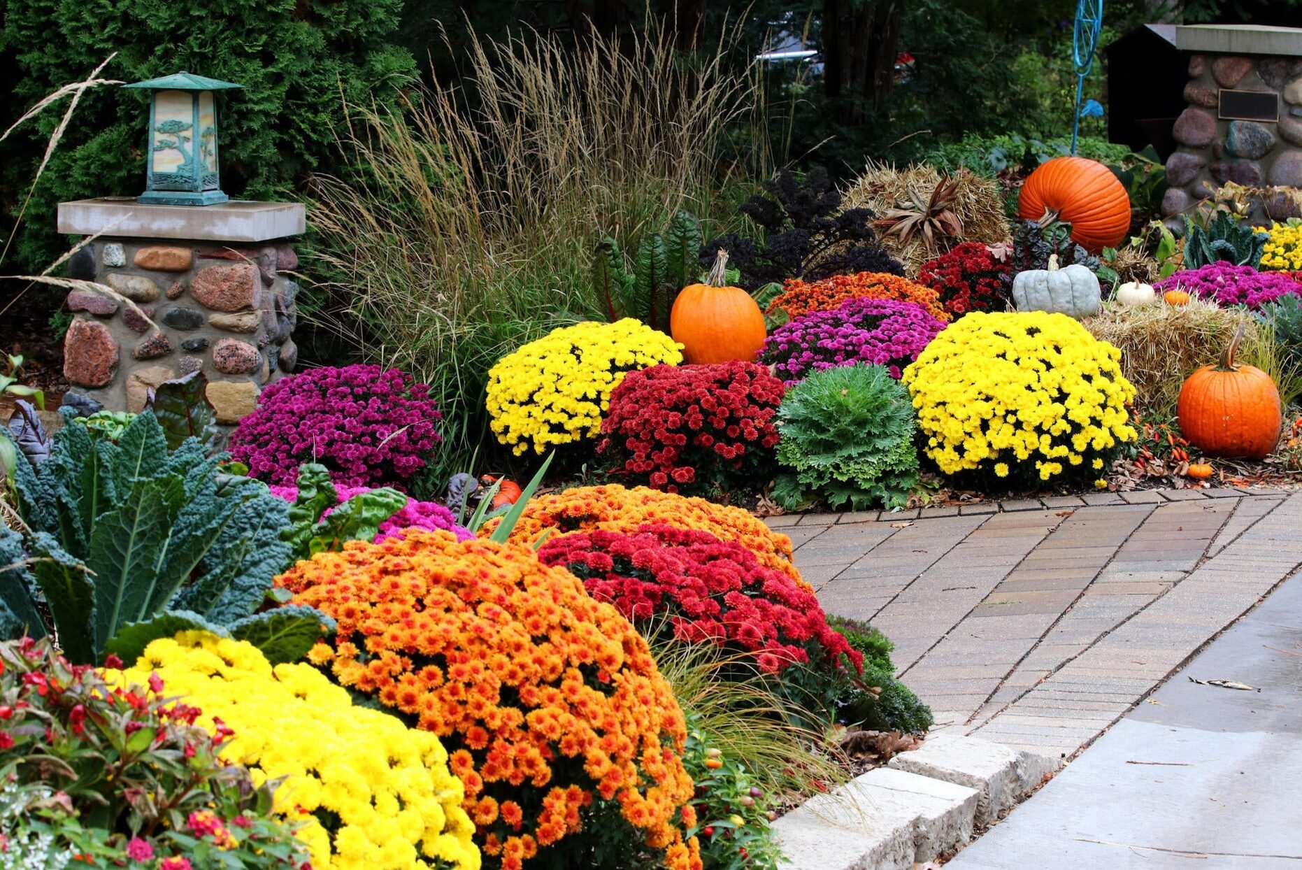 Chrysanthemum, the autumn queen of the flowers of flowers