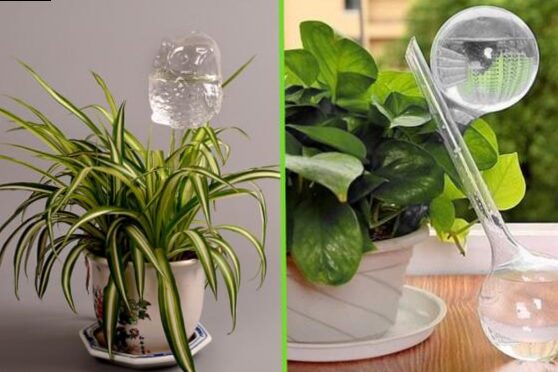 Take care of plants when you go on vacation