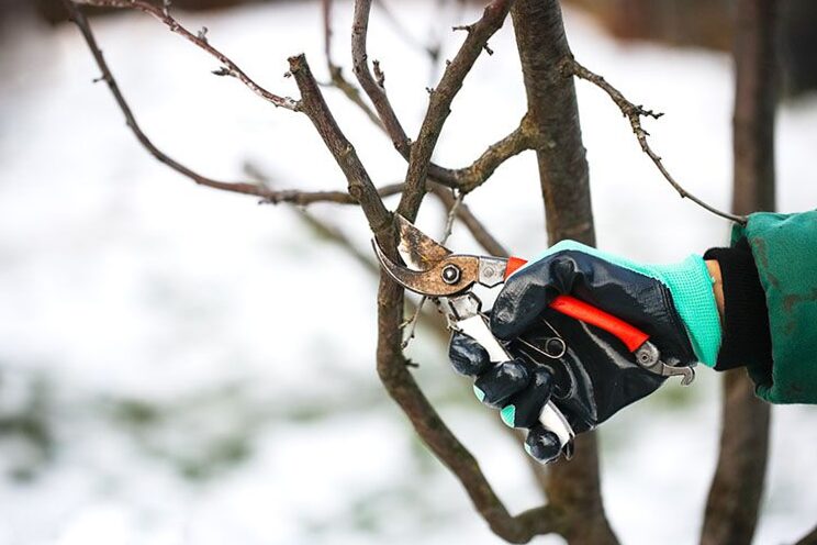 Take care of the trees and prepare them for the winter.