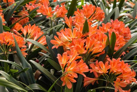 Cultivate tropical plants to move away from the common climate.