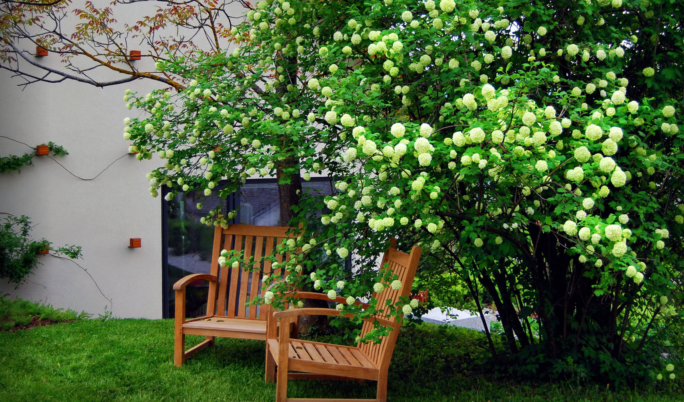 Decorate your garden with ornamental trees: 3 popular species