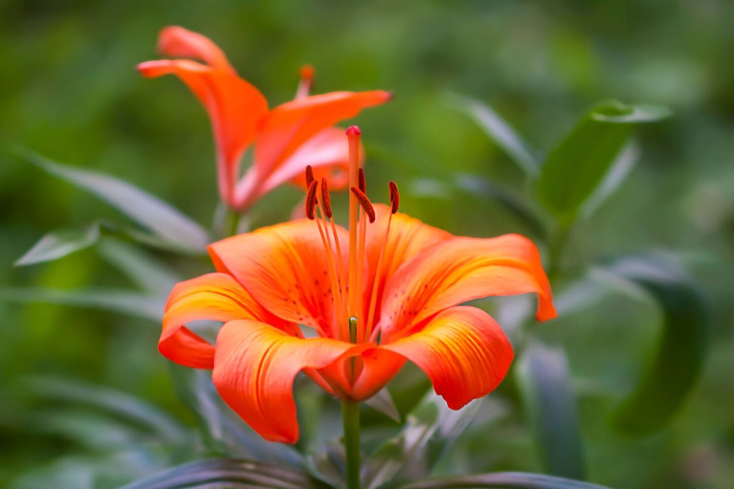 The lily, the fragrant essence of your garden. Plantation and care