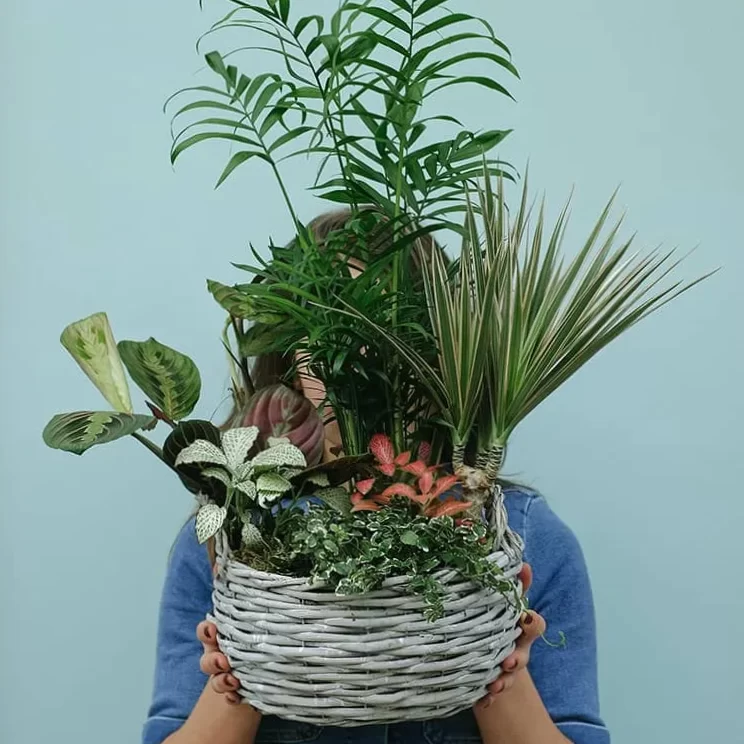 These plants are the best gift suggestions for Mother's Day