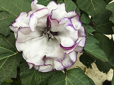 Purple skirt - Datura metel | Very robust and branched plant