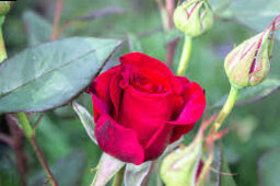Fertilizers for roses: solutions and recommendations.