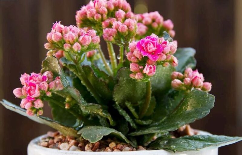 Flower of Luck - Kalachoe Blossfeldiana | Flores blog