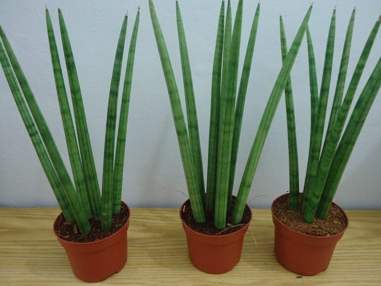 Guide on how to take care of the sword plant of Santa Barbara