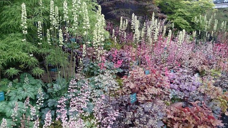 Heuchera (Heuchera SP) - is very popular in the landscape