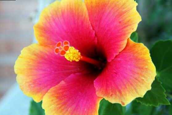Hibiscus (Moscoutos Hibiscus) - FLOYS in the summer