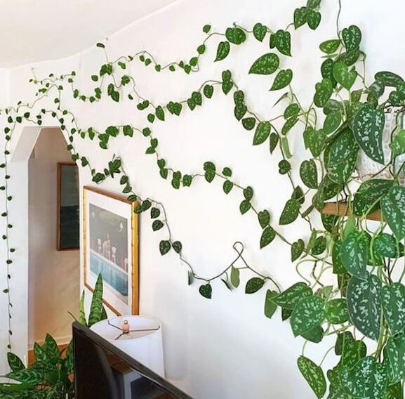 Ivy - internal trend