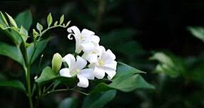 Jasmine: short guide and care of cultivation.