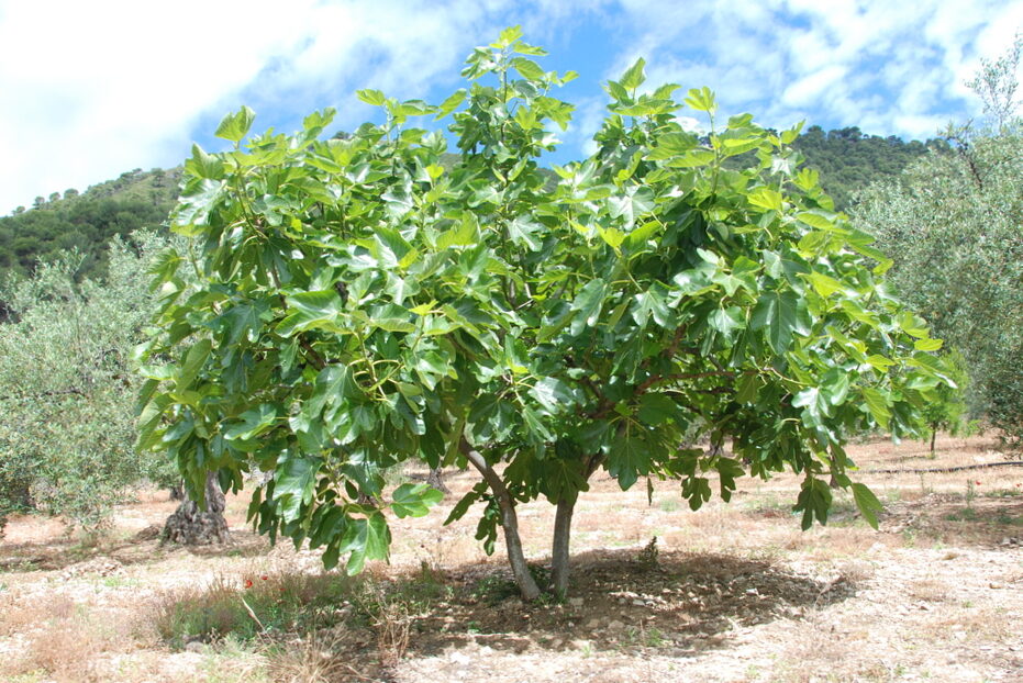 La Higuera: plantation and care