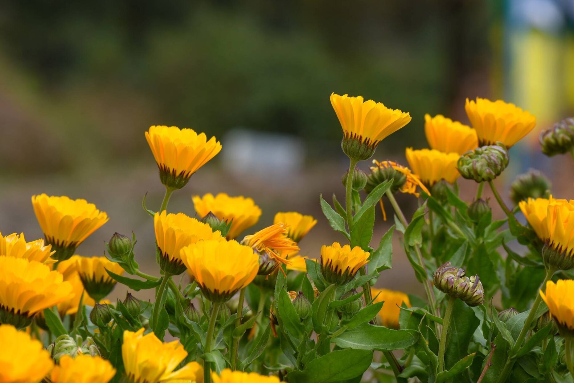 The most beautiful garden flowers you can plant in the autumn