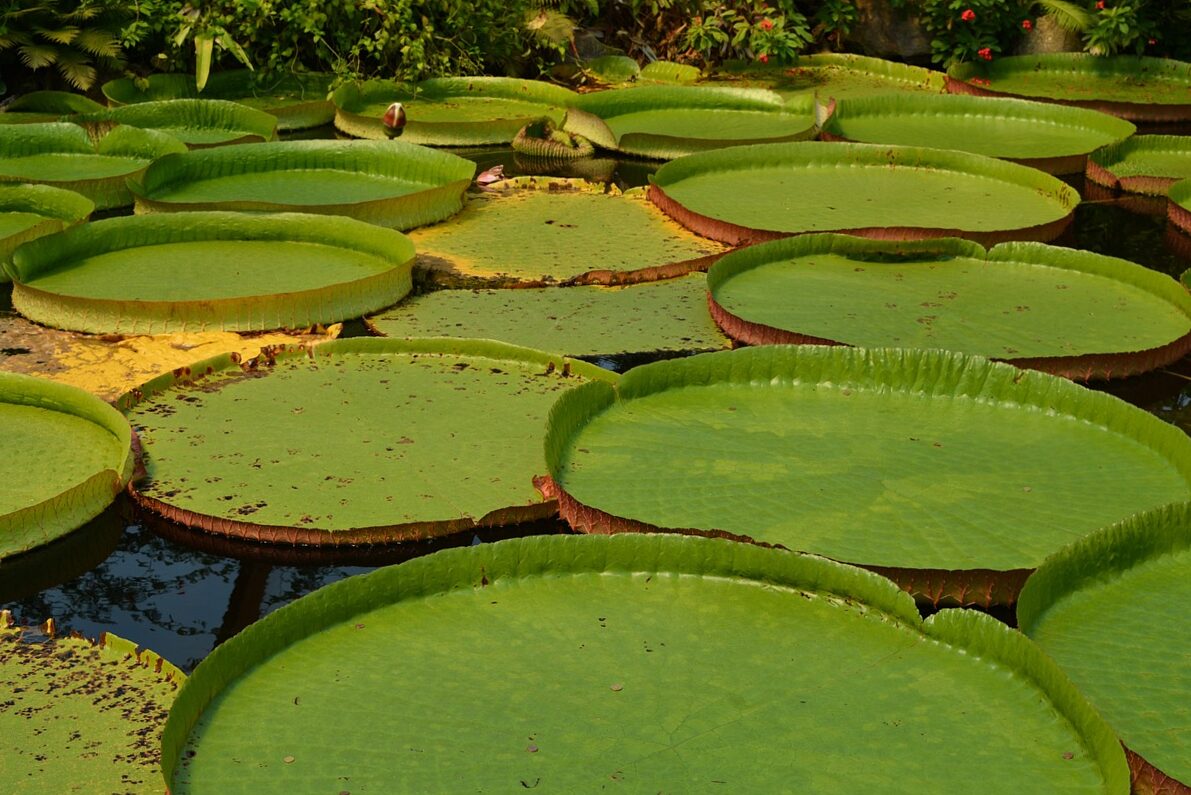 Lily de Agua - Victoria Amazonica | Blog on Flores