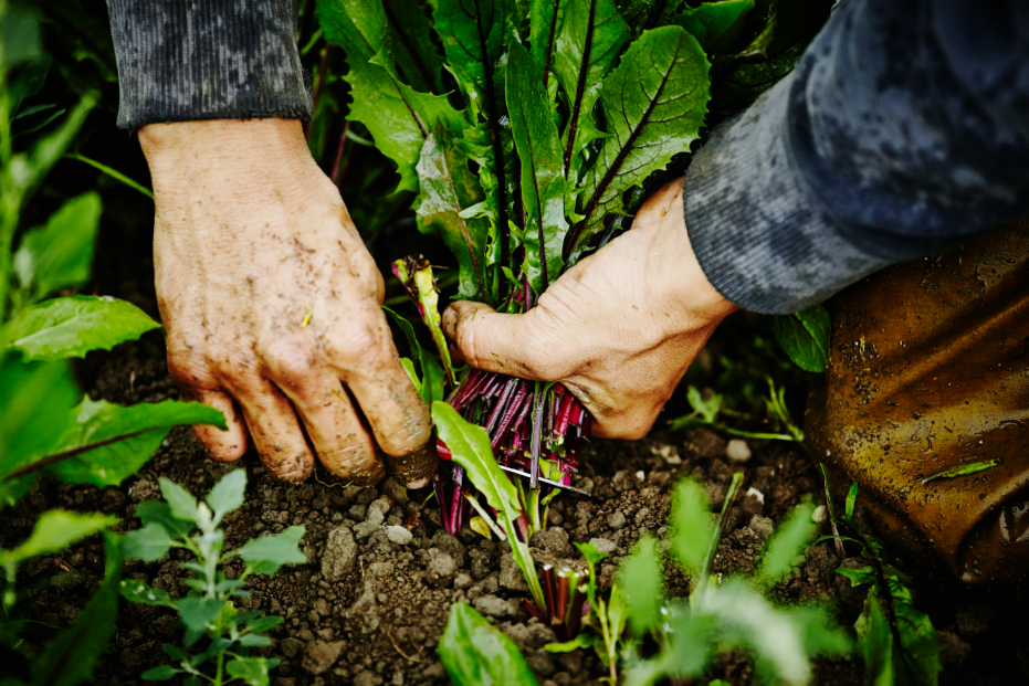 What you need to know about the cultivation of organic vegetables