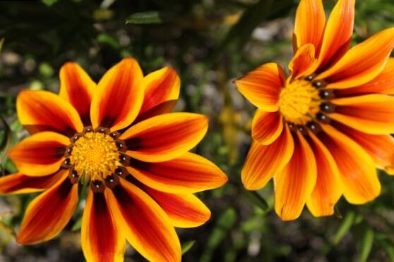 What you need to know about the plants that love the sun and shadow plants.