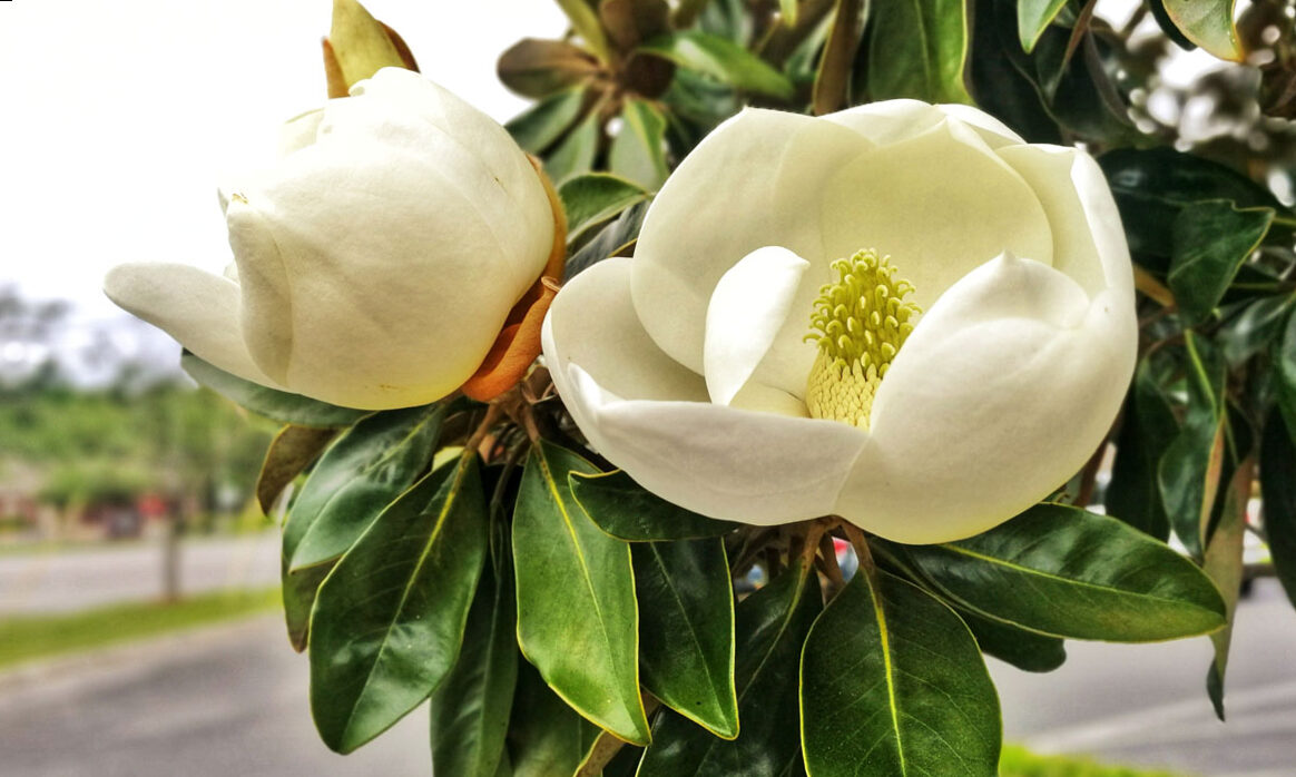 Magnolia Blanca - Magnolia Grandiflora | Blog on Flores