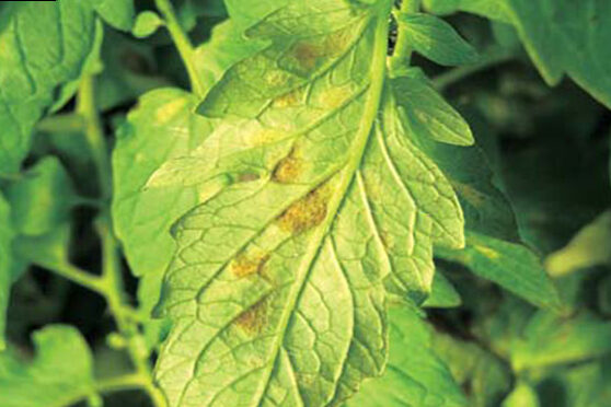 Mancha Marron of Tomates - Cladosporium Yellow (Fulvia Yellow)