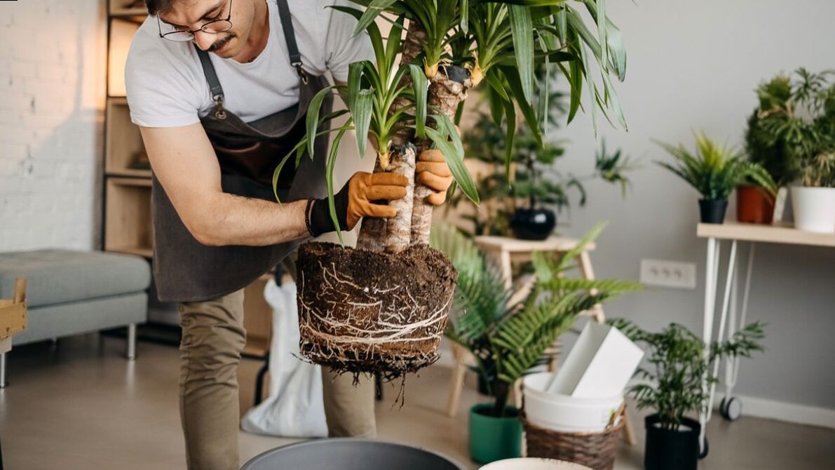 Myths and reality of the world of plants!