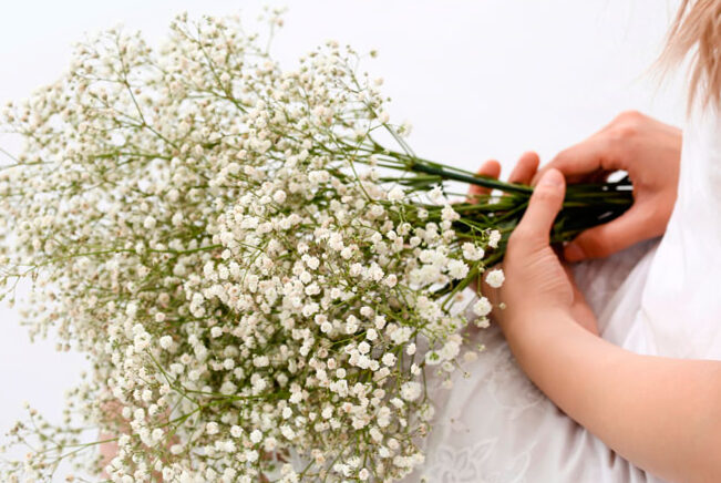 Gypsophila Paniculata Mosquito | Blog on flowers