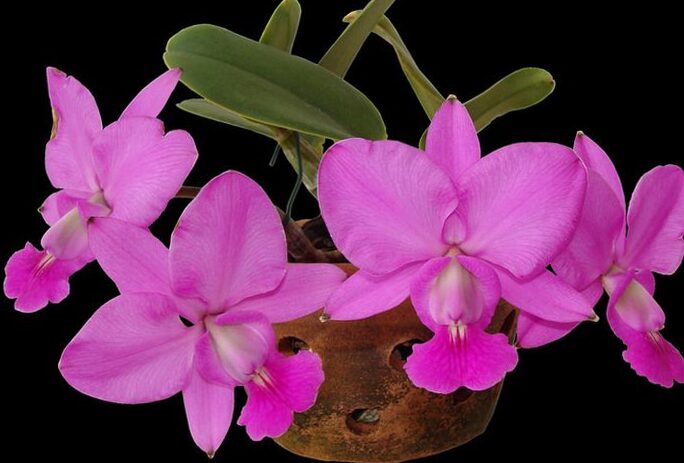 Orchid Cattleya Walkeriana - A show of nature