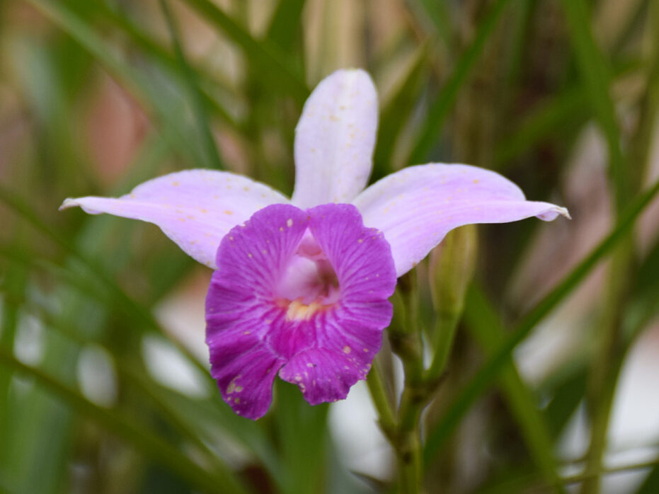 Orquidea de bambou - Arundina Graminifolia
