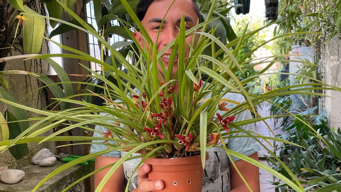 Orchid of Coconut - Mascelleria Tenuifolia (Orchid of Coconut)